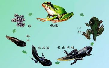 幼儿园小班蝌蚪教案5篇