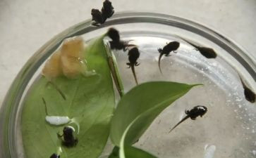 关于小蝌蚪的教案7篇