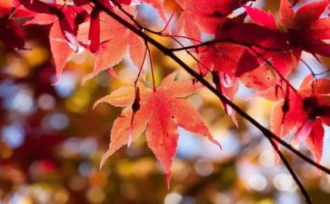 大班10月工作计划6篇