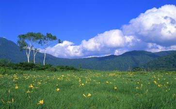 村1月党日活动方案参考7篇