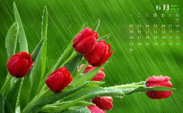 中班6月份工作计划6篇