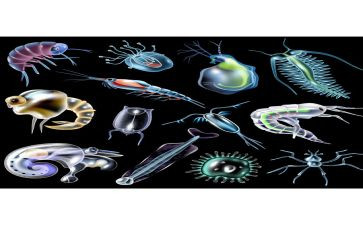 生物工作计划5篇