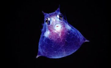 生物教案模板7篇