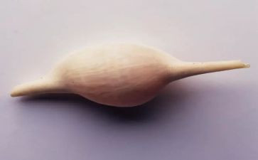 买贝壳作文优质5篇