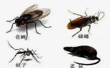 2023病媒生物工作计划6篇