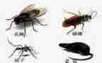 2023病媒生物工作计划6篇