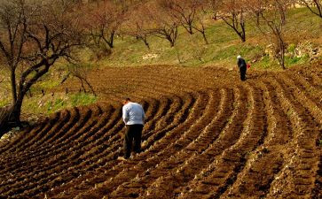 大班播种子教案7篇