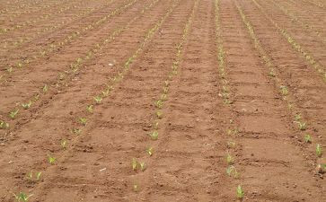 大班播种子教案优秀8篇