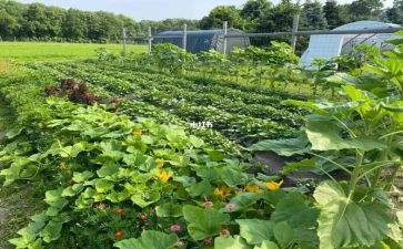 介绍菜的演讲稿参考7篇
