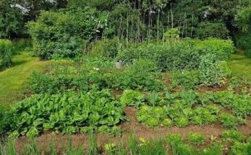 蔬菜销售合同7篇