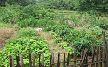 食堂蔬菜采购合同7篇