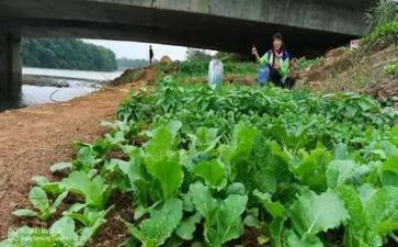 蔬菜收购合同8篇