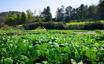 介绍菜的演讲稿推荐5篇
