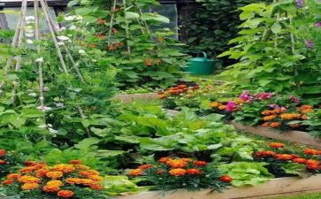 蔬菜节活动方案8篇