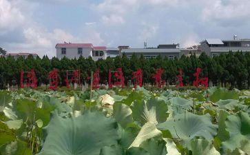才溪调研报告8篇