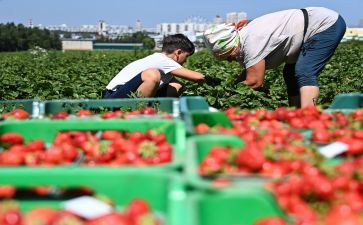 采摘活动方案通用8篇