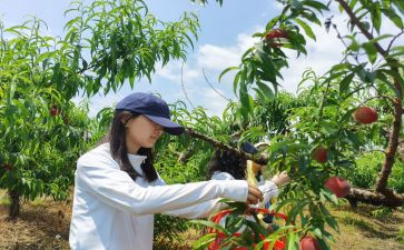 采摘活动方案6篇