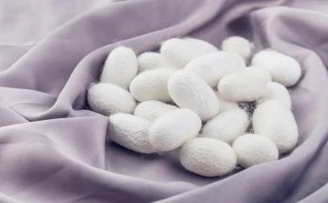 蚕的调查报告优秀8篇