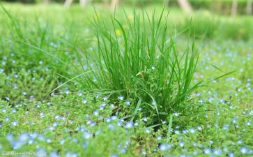 草合同模板7篇