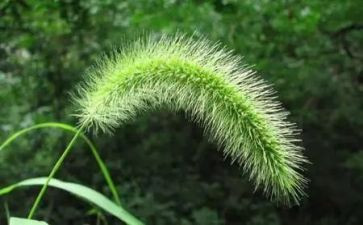 读神农尝百草读后感精选6篇