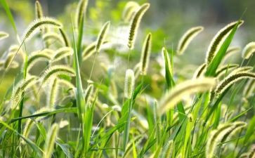 幼儿园种草莓教案5篇