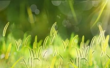 草合同模板最新5篇