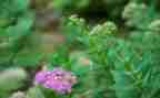 草房子作文7篇