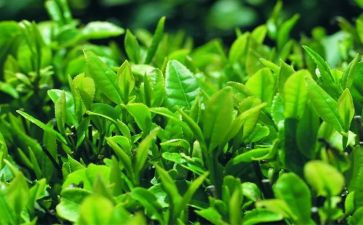 关于茶的教案参考6篇