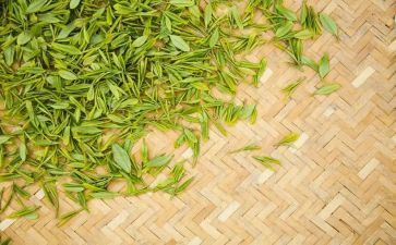 茶艺心得体会8篇