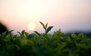 大茶壶小茶壶小班教案7篇