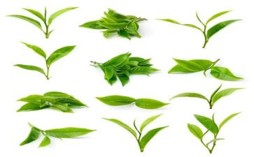 茶艺师的工作总结5篇