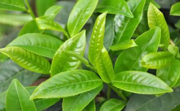 大班茶教案6篇