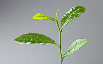 茶艺课培训后心得体会6篇