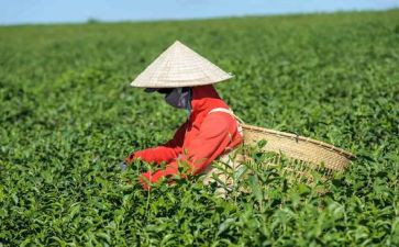 茶企业调查报告8篇