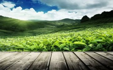 茶经心得体会300字推荐7篇