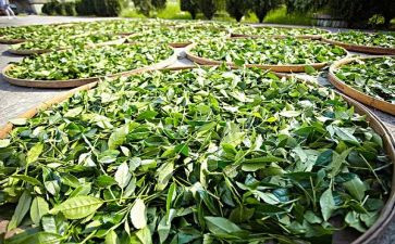 茶活动策划方案模板优质6篇