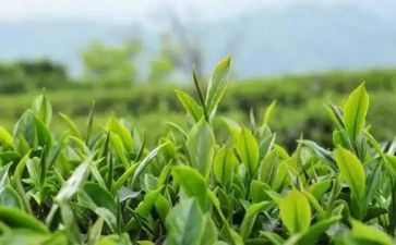 茶与生活心得体会200字8篇