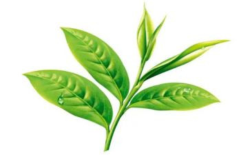 幼儿关于茶的教案5篇