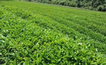 生活中的茶演讲稿5篇