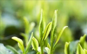 幼儿关于茶的教案模板7篇