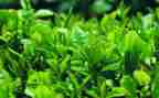关于茶的教案参考6篇