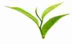 茶壶的教案7篇