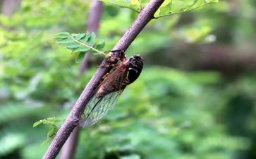 关于《蝉》的读后感精选6篇