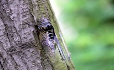 关于《蝉》的读后感推荐8篇