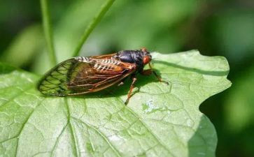 关于《蝉》的读后感模板8篇