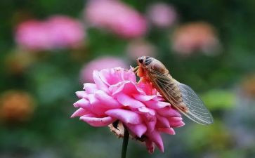 关于《蝉》的读后感5篇