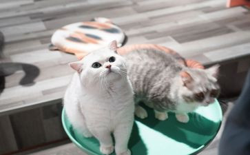 宠物集中营读后感6篇