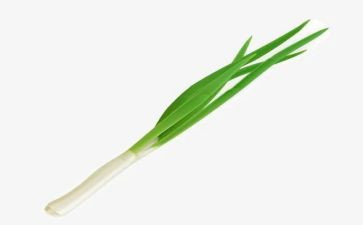 葱和蒜教案科学反思7篇