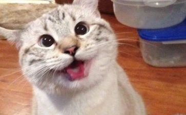 我最得意的一件事作文5篇