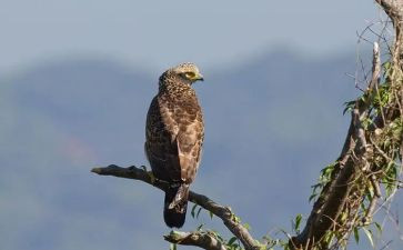 《神雕侠侣》读后感7篇